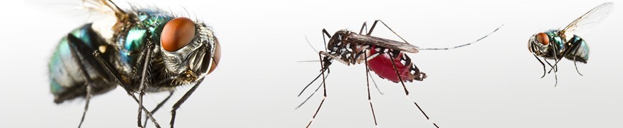 INSECTICIDES ANTI-VOLANTS : Lutter contre les mouches, moustiques...