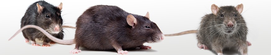 ANTI-RATS : Notre gamme complète de dératisation