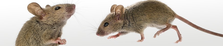 Anti-souris : nos produit pour lutter contre les rongeurs