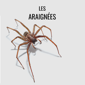 Araignées