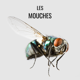 Mouches