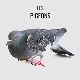 Pigeons