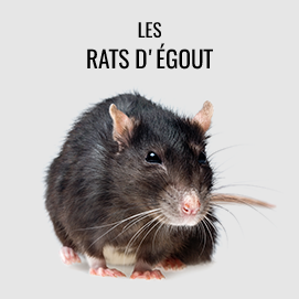 Rats et deratisation