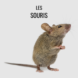 Souris